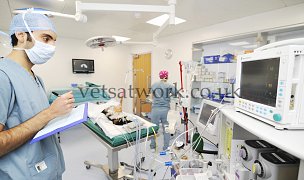 Veterinary Surgery & Operations