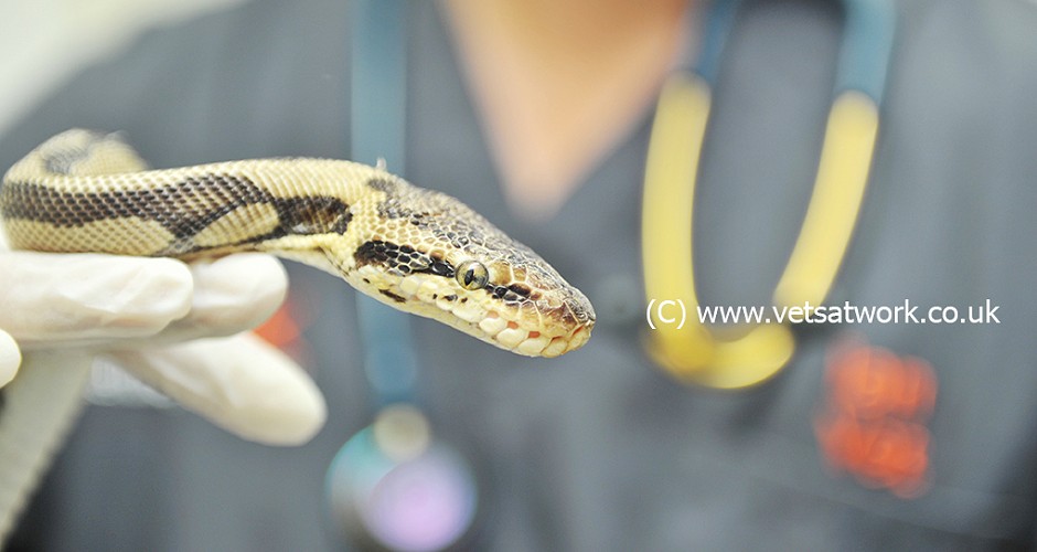 Veterinary Exotics Photography, Snake Photography