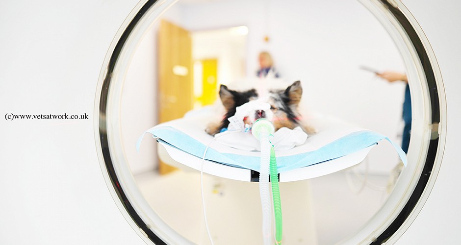 Veterinary MRI Canine Photography Paragon Referrals