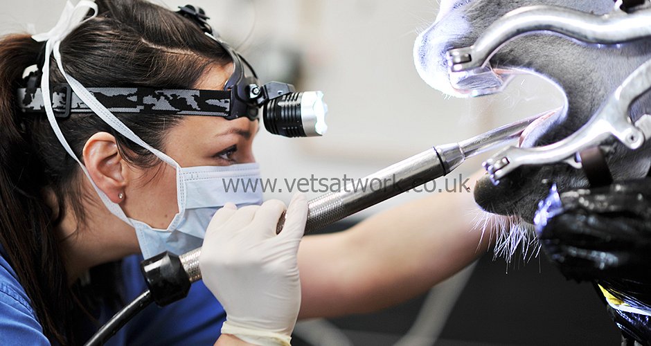 Equine Dentistry Photography
