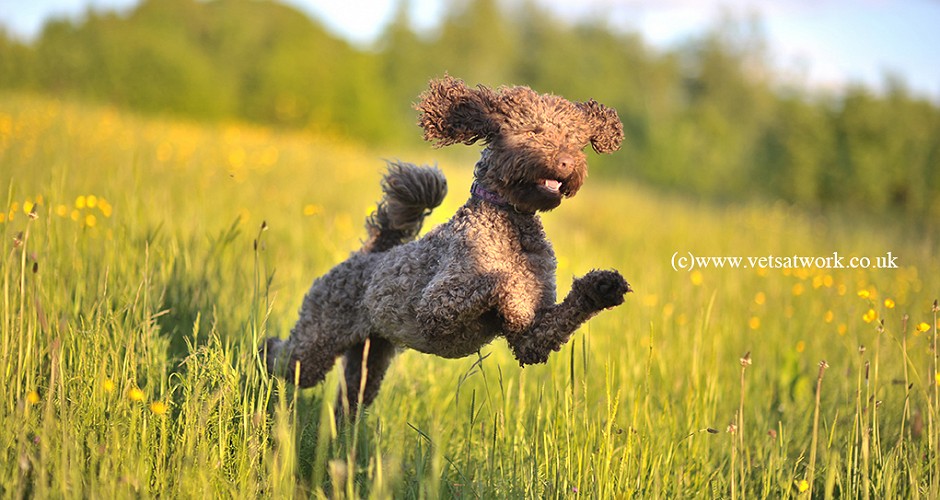 Millie The Labradoodle Dog Photography