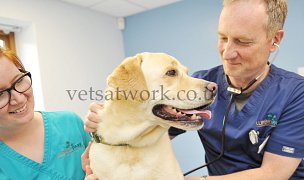 Vet Consultations