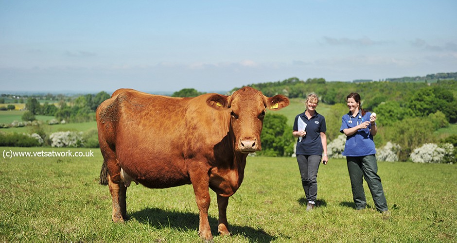Farm Animal Veterinary Photography, Farm Vet Photographs, Large Animal Veterinary Photography