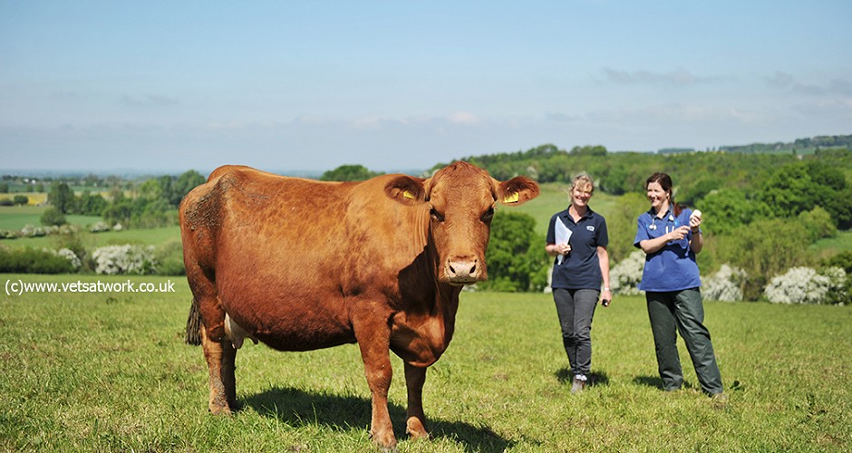 Farm Animal Veterinary Photography, Farm Vet Photographs, Large Animal Veterinary Photography