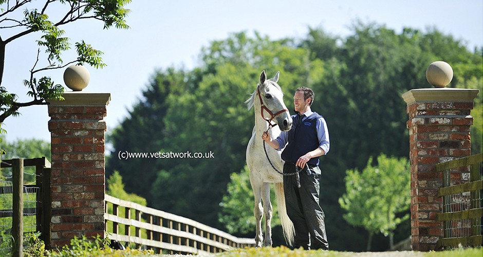 Veterinary Equine Surgeon, Equine Vet, Equine Veterinary Surgeon