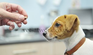 Pet Health Counsellor & Nurse Consults