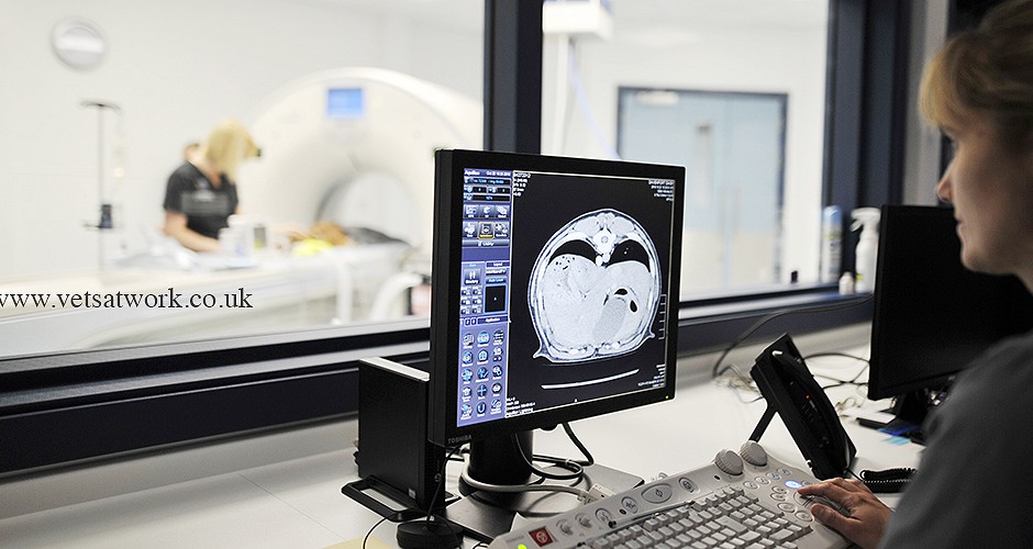 Veterinary MRI Viewing  Photography Paragon Referrals