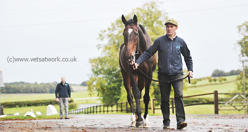 Veterinary Equine Photography