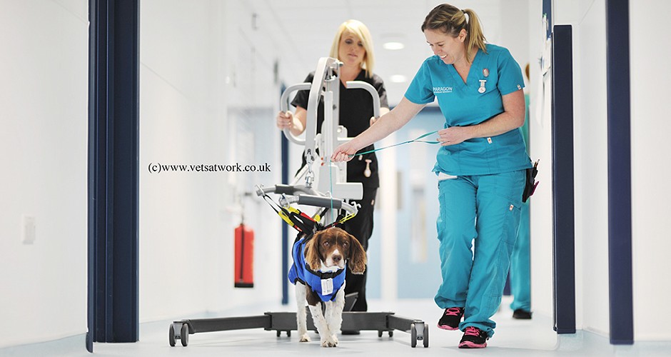 Veterinary Referral rehabilitation Photography Paragon Referrals