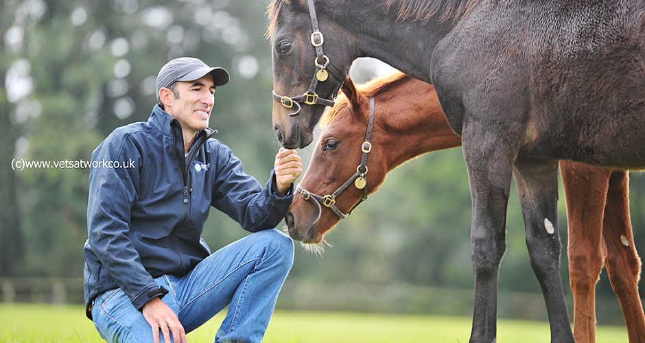 Equine Stud Photography