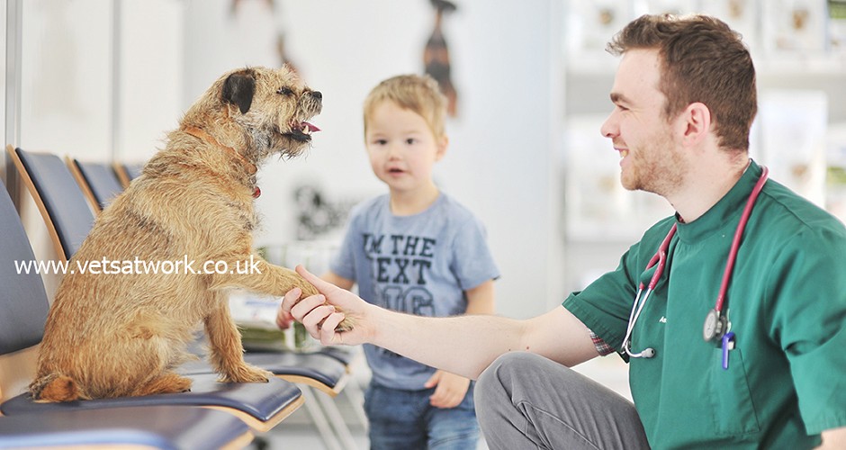 Veterinary Surgeon Photograph shaking paw