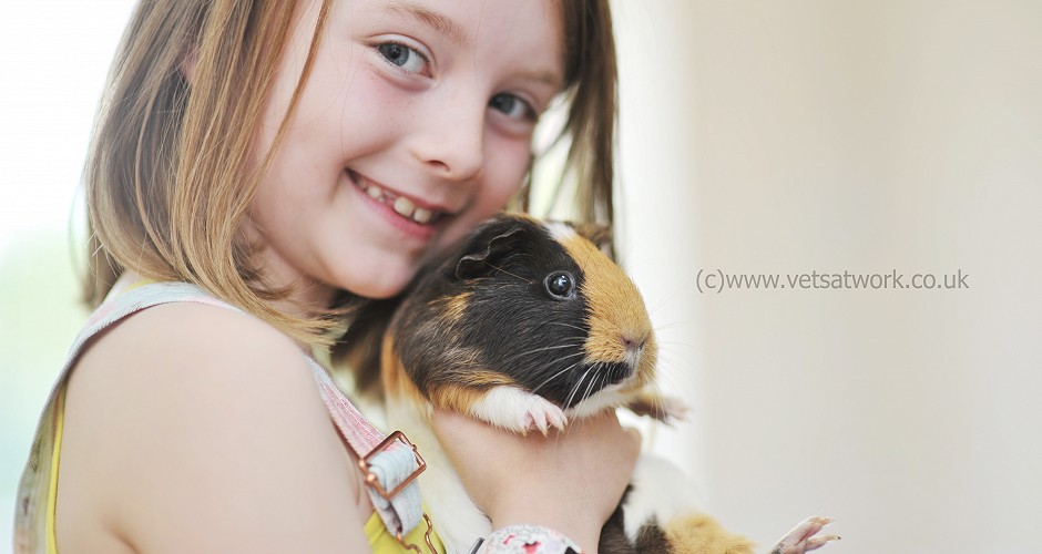 Guinea Pig Photography