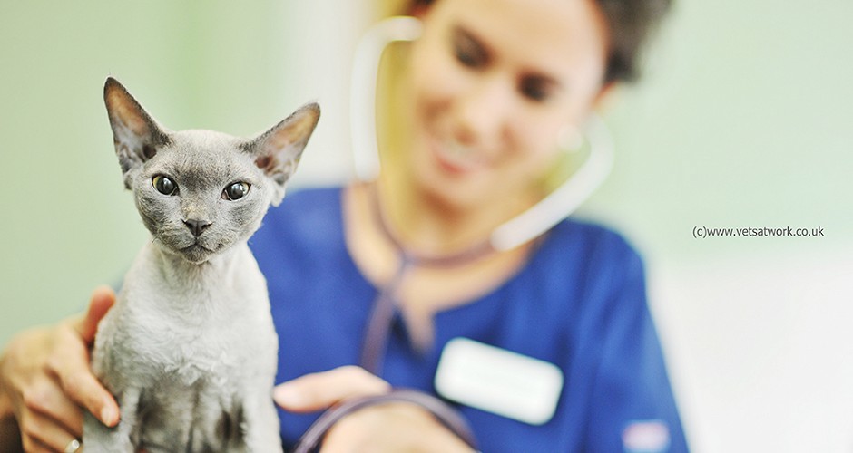 Vet Listening to Cats heart rate