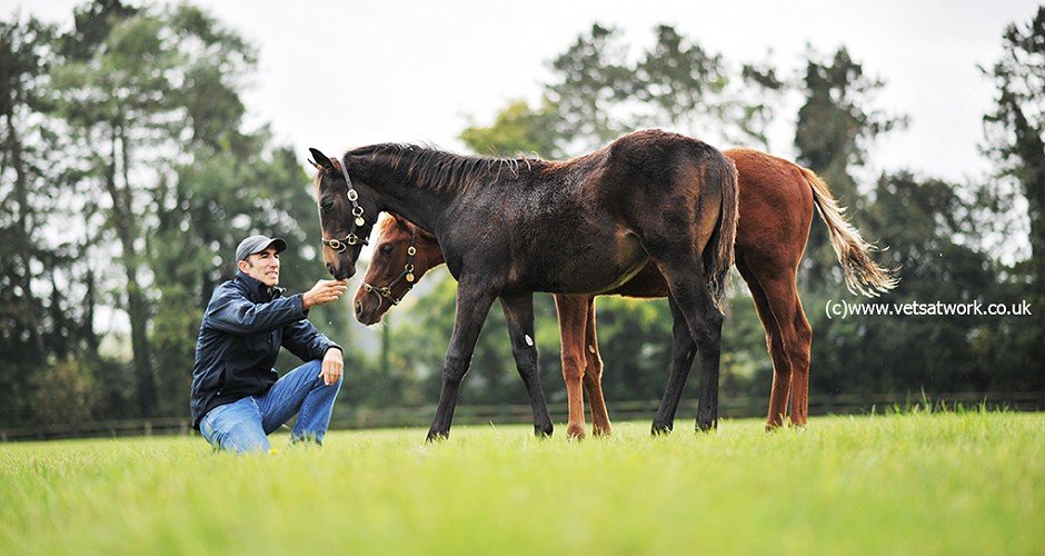 Veterinary Equine Photography, Equine Stud Photography